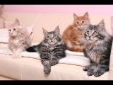 15 Beautiful Colors of a Maine Coon