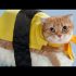2 Easy DIY Halloween Costumes for Your Cat