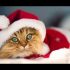 Homeless Cat Gets The Purrfect Christmas Video