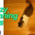Find Out Why Your Cat is Being Crazy!