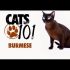 CATS 101 – Bambino