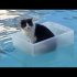 Fabulous Felines | Funny Cat Video Compilation 2017