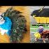 2 Easy DIY Halloween Costumes for Your Cat