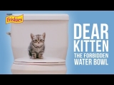 Dear Kitten Video Series: The Forbidden Water Bowl