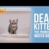 Dear Kitten Video Series: The Vertical Carpet