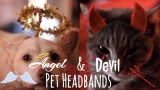 DIY Pet Halloween Costumes | Angel & Devil Headbands