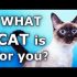How do Cats Use Their Whiskers? Slow-Motion – Cats Uncovered – BBC