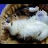 Funny cats vs fish tanks – Cute cat compilation