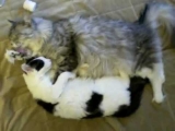 Maine Coon vs Housecat 2 – Fight For Cuteness