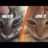 Cute Cats Video Compilation 2017 | National Cat Day!